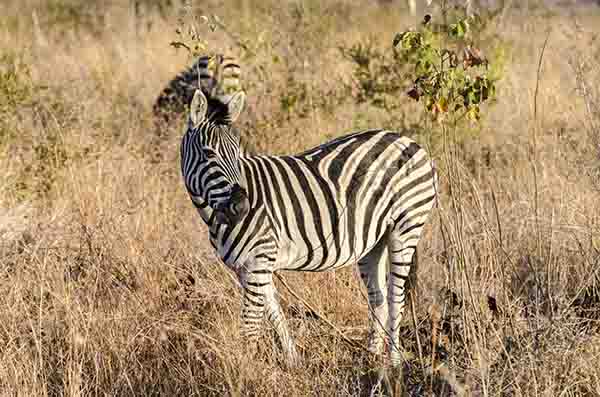 Cebra - reserva Sabi Sands - Sudáfrica 3.jpg